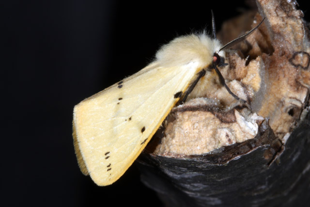 Spilosoma lutea - Copyright Denis Bourgeois